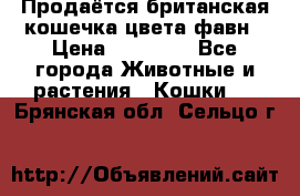 Продаётся британская кошечка цвета фавн › Цена ­ 10 000 - Все города Животные и растения » Кошки   . Брянская обл.,Сельцо г.